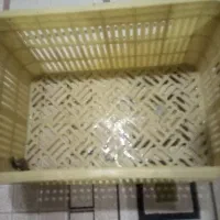سبد بزرگ گوجه و میوه