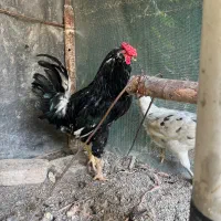 مرغ و خروس گلین