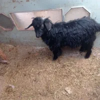 بزغاله نر|حیوانات مزرعه|اسفرورین, |دیوار