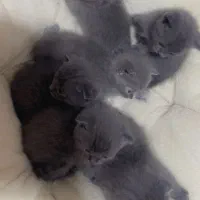 اسکاتیش های خاص و دوست داشتی|گربه|شیراز, غدیر جنوبی|دیوار