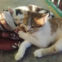 گربه|گربه|ایجرود, |دیوار