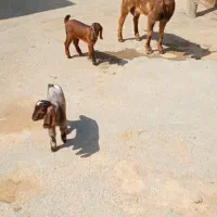 ۱راس بزوبزغاله دوقلو