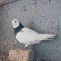 طوقی سبز نر کاکل|پرنده|شیراز, شهرک گلها|دیوار