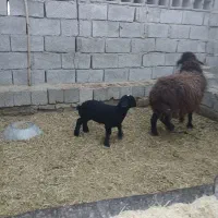 گوسفند میش و بره
