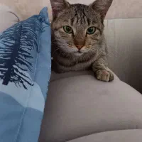 واگذاری گربه چهارماهه