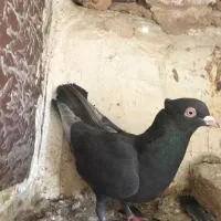 ماده سنجابی یا سرکه ای