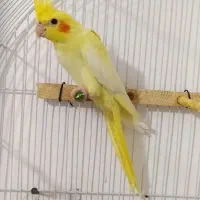 عروس هلندی|پرنده|مریوان, |دیوار