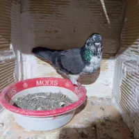 کبوتر|پرنده|سردرود, |دیوار