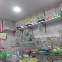 عروس هلندی|پرنده|شیراز, شهرک پرواز|دیوار