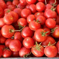 گوجه دستچین فریمان|خوردنی و آشامیدنی|مشهد, فاطمیه|دیوار