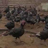 بقلمون ماده جوان تخم گذار