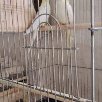 عروس هلندی