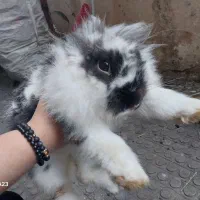 خرگوش بازیگوش وبامزه