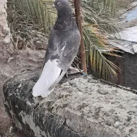 یک عدد دم سفید ماده