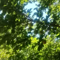 آلوچه|خدمات باغبانی و درختکاری|سنندج, |دیوار