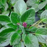 فروش گل بنفشه افریقایی|گل و گیاه طبیعی|قائم‌شهر, |دیوار