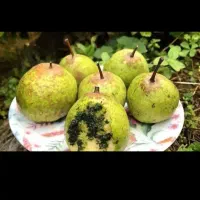 خرید عمده خوج و گلابی به قیمت خوب