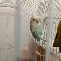 طوطی برزیلی خاص و زیبا