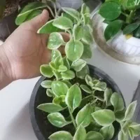 هویا کری ابلق..بگونیا بال فرشته.کریپتانوس|گل و گیاه طبیعی|نیشابور, شهرک فرهنگیان|دیوار