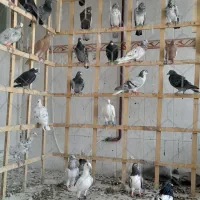 50تا حیون بوم ماله سرخس چق ساحل|پرنده|نیشابور, شهرک فیروزه|دیوار