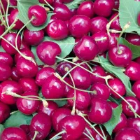 گیلاس تکدانه درشت آبدار  و شیرین