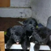 واگذاری سگ ژرمن شولاین بلک