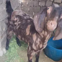 بز فروشی|حیوانات مزرعه|سراوان, |دیوار