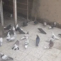 بارجدیدرسید|پرنده|کوهدشت, |دیوار