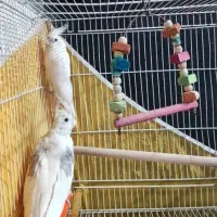 پرنده. عروس هلندی نر.عروس هلندی ماده