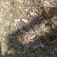 ایستگاه علوفه کرج یونجه کاه گندم لوبیا عدس|عمده‌فروشی|کرج, کمال‌شهر|دیوار