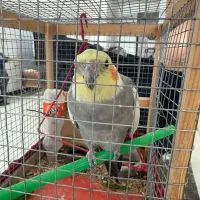 عروس هلندی نر