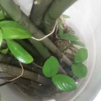 زاموفیلیا بلند و پر ریشه|گل و گیاه طبیعی|تهران, نیلوفر|دیوار