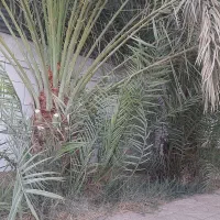 درخرما|خدمات باغبانی و درختکاری|طبس, |دیوار