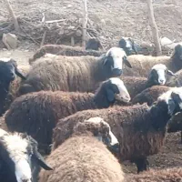 بران یک خرط زور جوان