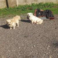 سگ اشپیتز|سگ|رودبنه, |دیوار