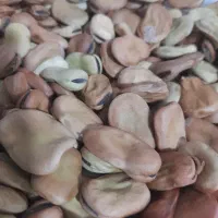 باقلا دستچین شده برکتی