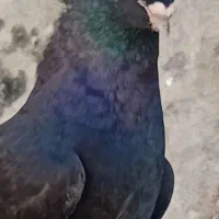 کبوترسیاه آبادانی|پرنده|امیدیه, |دیوار