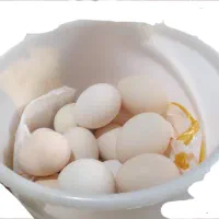 تخم مرغ