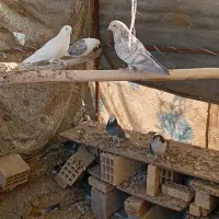 کبوتر|پرنده|تیران, |دیوار