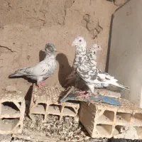 کبوترمقبول|پرنده|بجنورد, |دیوار