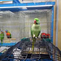 رفع استرس وتنهایی باشاه طوطی زیبا