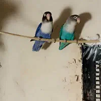 یک جفت کوتوله