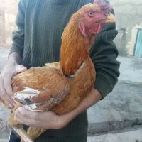 لاری ابرش|حیوانات مزرعه|طرقبه, |دیوار