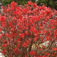 گل به ژاپنی،سیکاس و نهال ازگیل ژاپنی