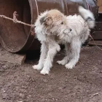 1عدد سگ پشم آلود به فروش میرسد.