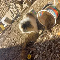 خرگوش لوپ نر