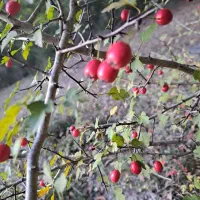 علاج بیماری زگیل تناسلی|آرایشی، بهداشتی، درمانی|قائم‌شهر, |دیوار