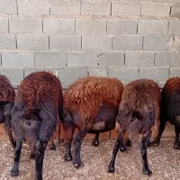 گوسفند ابستن سنگین|حیوانات مزرعه|نکا, |دیوار