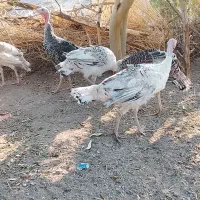 بوقلمون