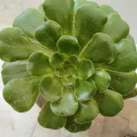 گلهای آپارتمانی ارزان 100تا...